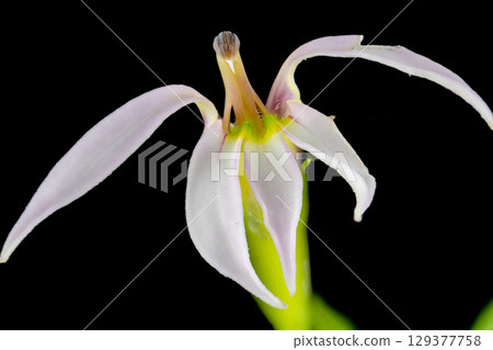 Lobelia chinensis (Azemushiro) flower 129377758