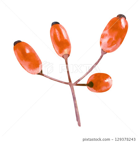 Hand-drawn barberry berries. Red berries isolated on a white background. Watercolour. Hand-drawn barberry berries. Red berries isolated on a white background. Watercolour. 129378243