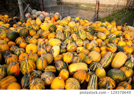 a Harvest scene on a farm, with many pumpkins and squash. The vibrant yellow and orange colors of the seasonal gourds stand out against a blurred background 129378649