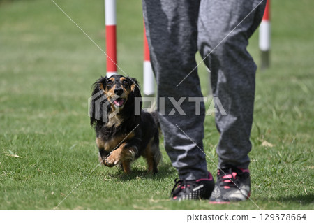Smiling and making eye contact, woman and dachshund, dog sports, dog agility, dog school Smiling and making eye contact, woman and dachshund, dog sports, dog agility, dog school 129378664