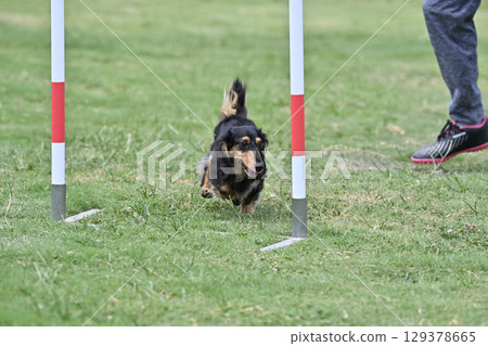 訓犬師和臘腸犬障礙滑雪犬運動犬敏捷性 129378665