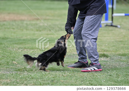 一名女子和一隻臘腸犬在遛狗場玩耍 一名女子和一隻臘腸犬在遛狗場玩耍 129378666