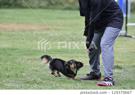 一名女子和一隻臘腸犬在遛狗場玩耍 一名女子和一隻臘腸犬在遛狗場玩耍 129378667
