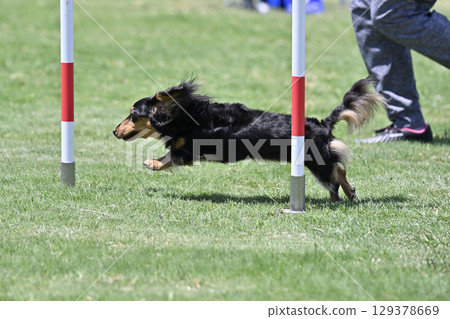 訓犬師和臘腸犬精力充沛地奔跑，障礙滑雪，狗狗運動，狗狗敏捷性，狗狗學校 129378669