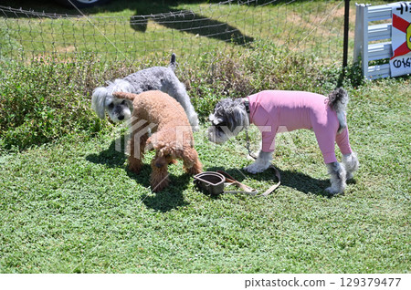 Dogs playing in a dog run (Miniature Schnauzer, Toy Poodle) 129379477