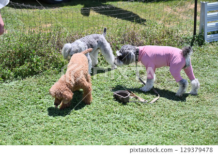 在狗舍玩耍的狗狗（迷你雪納瑞、玩具貴賓犬） 129379478