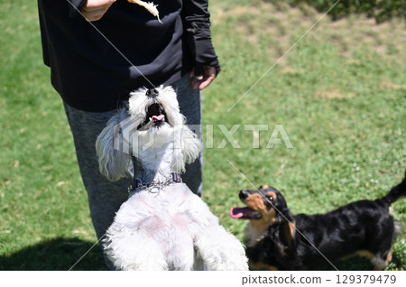 Dogs playing in a dog run (Minischnauzer, Dachshund) Dogs playing in a dog run (Minischnauzer, Dachshund) 129379479