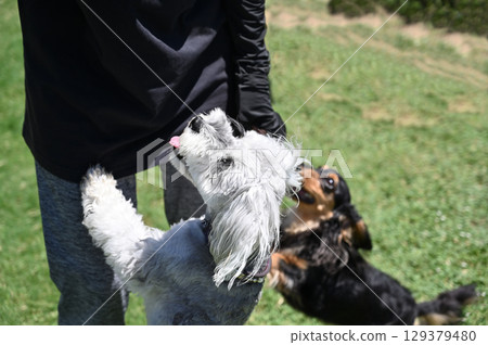 Dogs playing in a dog run (Minischnauzer, Dachshund) 129379480