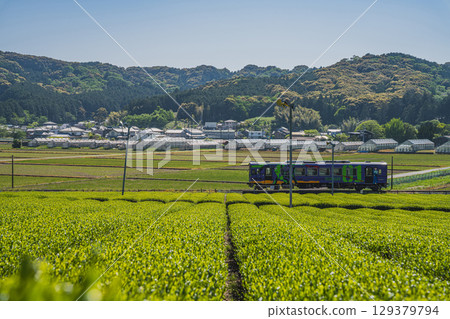 Mikawa tea fields and the Tenryu Hamanako Railway in Fukuroi City (Shizuoka Prefecture) 129379794