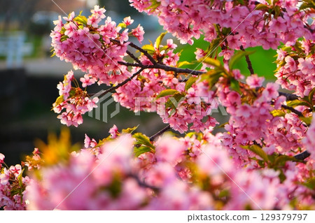 笠松町河津櫻花路 笠松町河津櫻花路 129379797