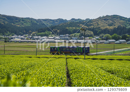 Mikawa tea fields and the Tenryu Hamanako Railway in Fukuroi City (Shizuoka Prefecture) Mikawa tea fields and the Tenryu Hamanako Railway in Fukuroi City (Shizuoka Prefecture) 129379809