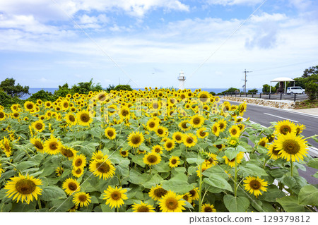 Nagasakihana Sunflower Fields on Nagashima Island Nagasakihana Sunflower Fields on Nagashima Island 129379812