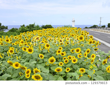 Nagasakihana Sunflower Fields on Nagashima Island Nagasakihana Sunflower Fields on Nagashima Island 129379813