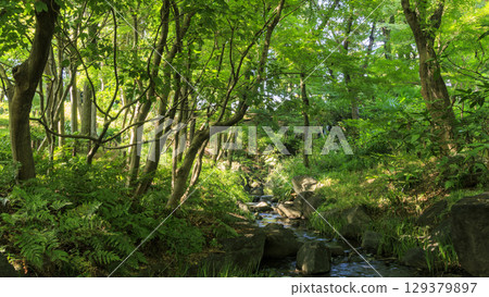 Summer at Kitanomaru Park 129379897