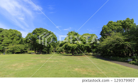 Summer at Kitanomaru Park 129379907