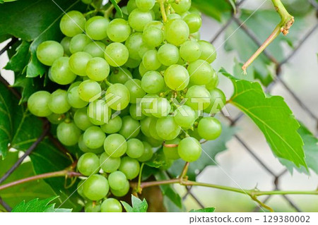 Ripe white grapes on the fence. White grapes on the fence. The concept of rurality and rurality. Macro shot. 129380002