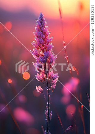 A spike of dead wood covered with morning dew sparkles in the rays of the dawn sun 129380155