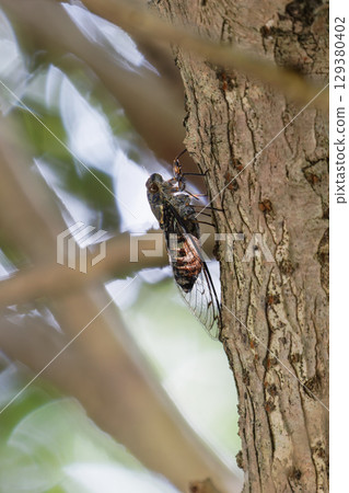 蟬鳴時 02 129380402