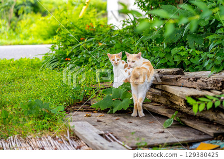 野貓：夏日裡的貓 129380425