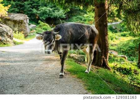 Brown cow walking along forest path in alpine mountain landscape Brown cow walking along forest path in alpine mountain landscape 129381163