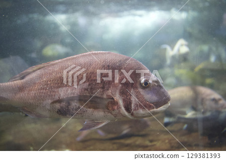 Red sea bream at the aquarium 129381393