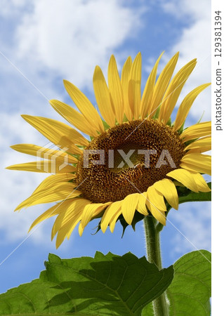 Cute and lively sunflowers blooming in the summer sky, blue sky and white clouds 129381394