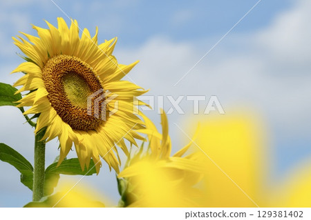 Cute and lively sunflowers blooming in the summer sky, blue sky and white clouds Cute and lively sunflowers blooming in the summer sky, blue sky and white clouds 129381402