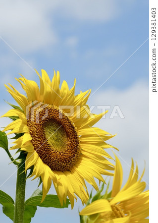 夏日的天空,藍天白雲,盛開著可愛活潑的向日葵 夏日的天空,藍天白雲,盛開著可愛活潑的向日葵 129381403