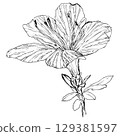 Azalea 129381597