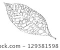 Zelkova 129381598