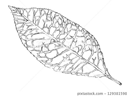 Zelkova 129381598