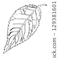 leaf  129381601