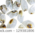 Stink bug damage to Japanese non-glutinous rice. Detailed high-resolution close-up shot. 129381806