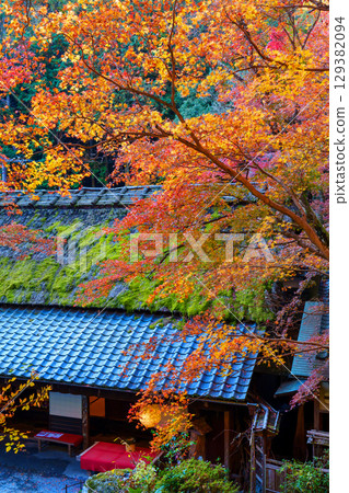 奧賀鳥居本的秋葉充滿活力 奧賀鳥居本的秋葉充滿活力 129382094