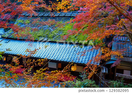 奧賀鳥居本的秋葉充滿活力 奧賀鳥居本的秋葉充滿活力 129382095