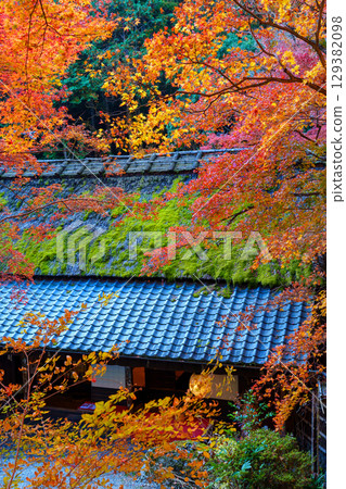 奧賀鳥居本的秋葉充滿活力 129382098