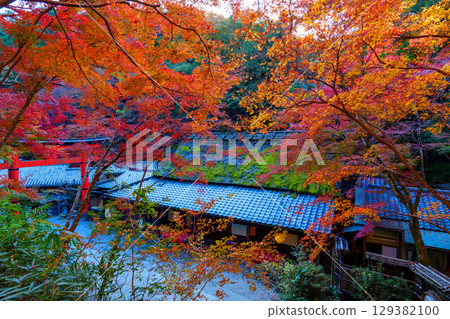 Vibrant autumn foliage in Okusaga Toriimoto 129382100