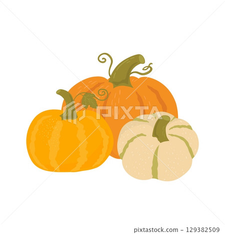 Pumpkins hand draw vector illustration. Agricultural produce various shape. Autumn vegetables on white background. Organic food. Fall harvest Pumpkins hand draw vector illustration. Agricultural produce various shape. Autumn vegetables on white background. Organic food. Fall harvest 129382509
