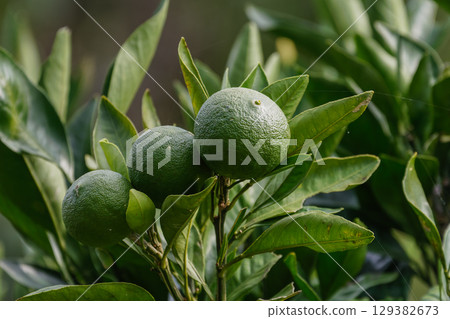 Still green mandarin oranges 02 129382673