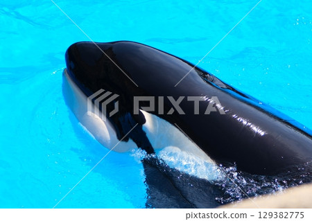 Earth and Rin, killer whales at Port of Nagoya Public Aquarium 129382775