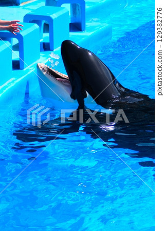 名古屋港水族館的虎鯨阿爾斯和凜 名古屋港水族館的虎鯨阿爾斯和凜 129382776