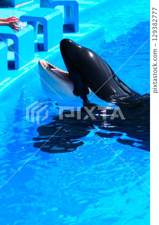 名古屋港水族館的虎鯨阿爾斯和凜 129382777