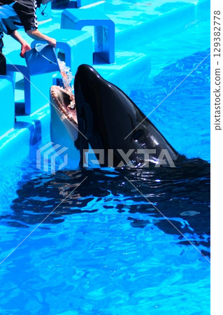 名古屋港水族館的虎鯨阿爾斯和凜 名古屋港水族館的虎鯨阿爾斯和凜 129382778