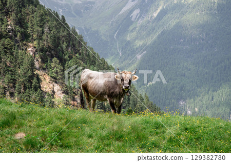 Brown cow standing on alpine meadow in Austrian Alps Brown cow standing on alpine meadow in Austrian Alps 129382780