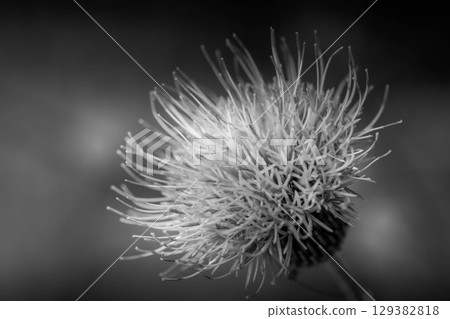 單色世界 - 薊花 單色世界 - 薊花 129382818