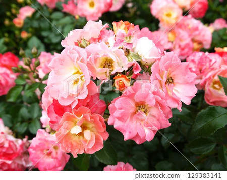 粉紅色的玫瑰花在玫瑰園裡盛開 129383141