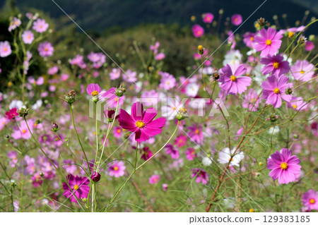 Cosmos swaying in the wind 129383185