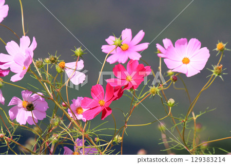 Scenery with cosmos 129383214