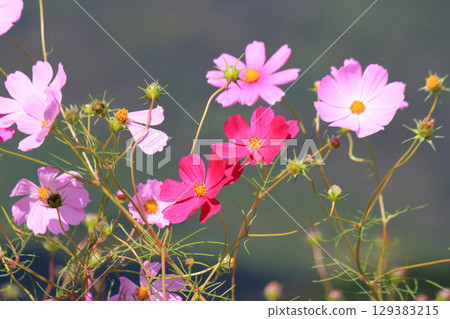 Cosmos season, colorful, changing flowers, autumn flowers 129383215