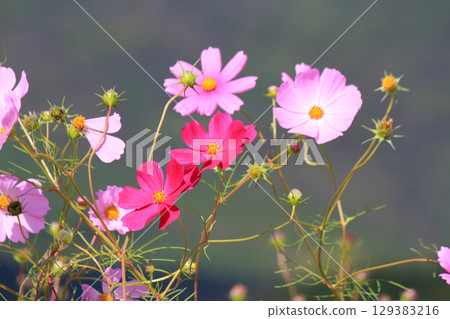 Cosmos are blooming in the cosmos field 129383216